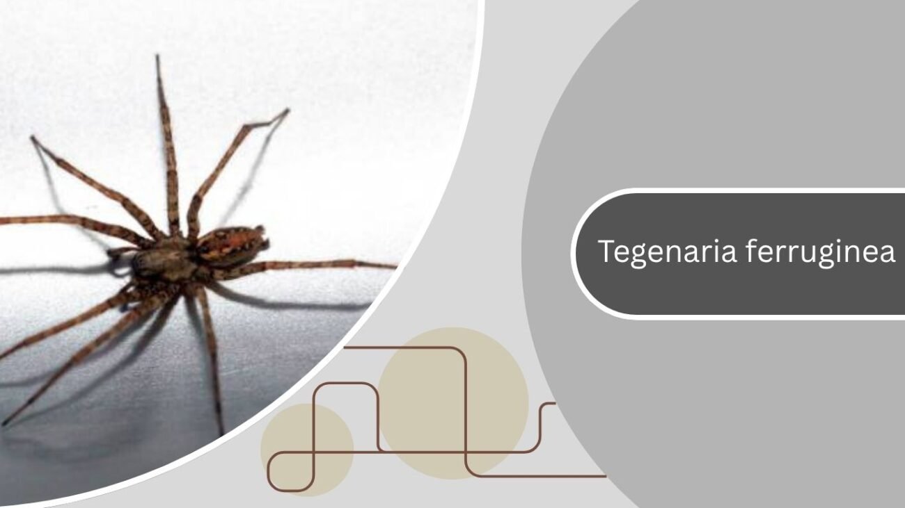 Tegenaria ferruginea