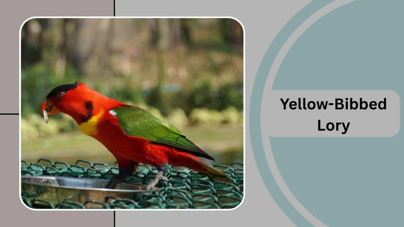 Yellow-Bibbed Lory