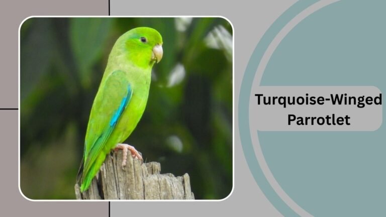19 Types of Parrotlets: Identification The Tiny Parrots