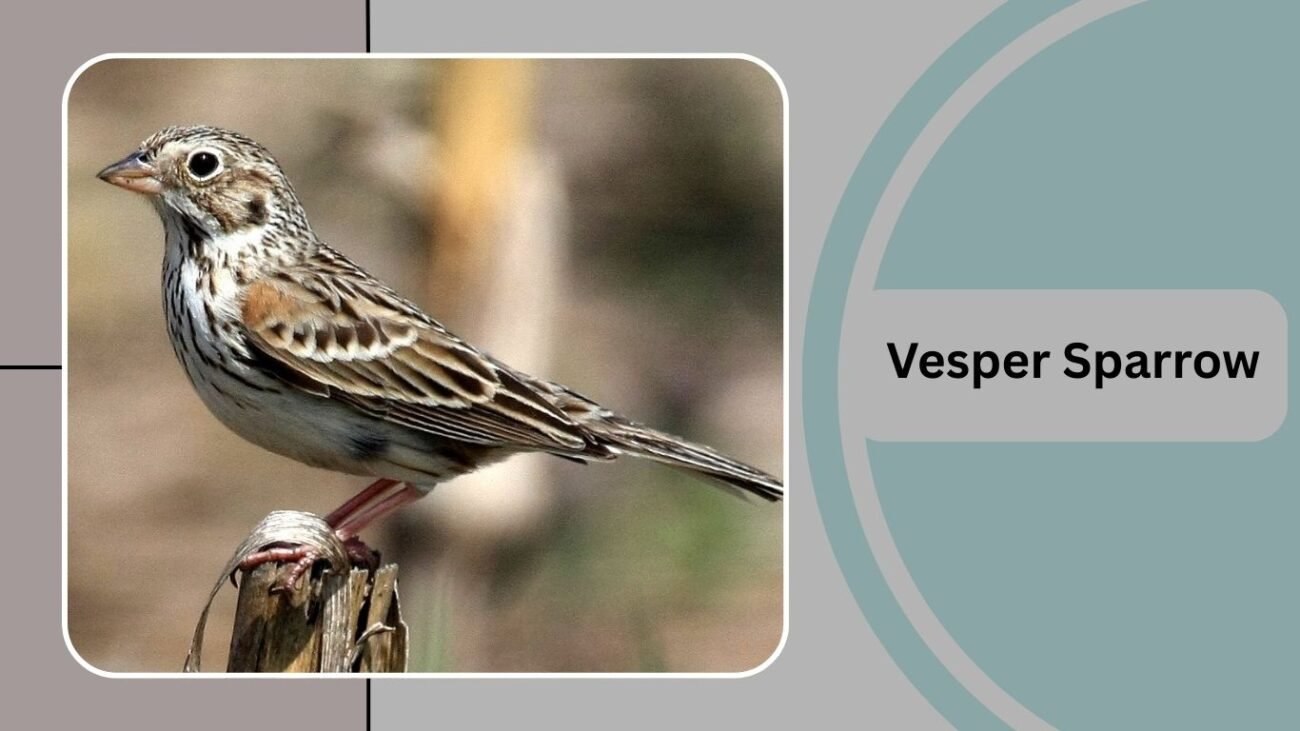 Vesper Sparrow