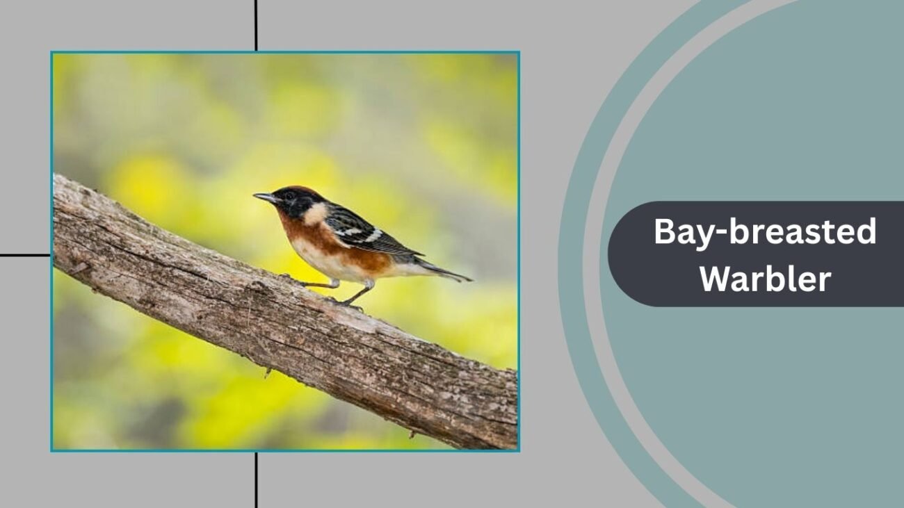 Bay-breasted Warbler