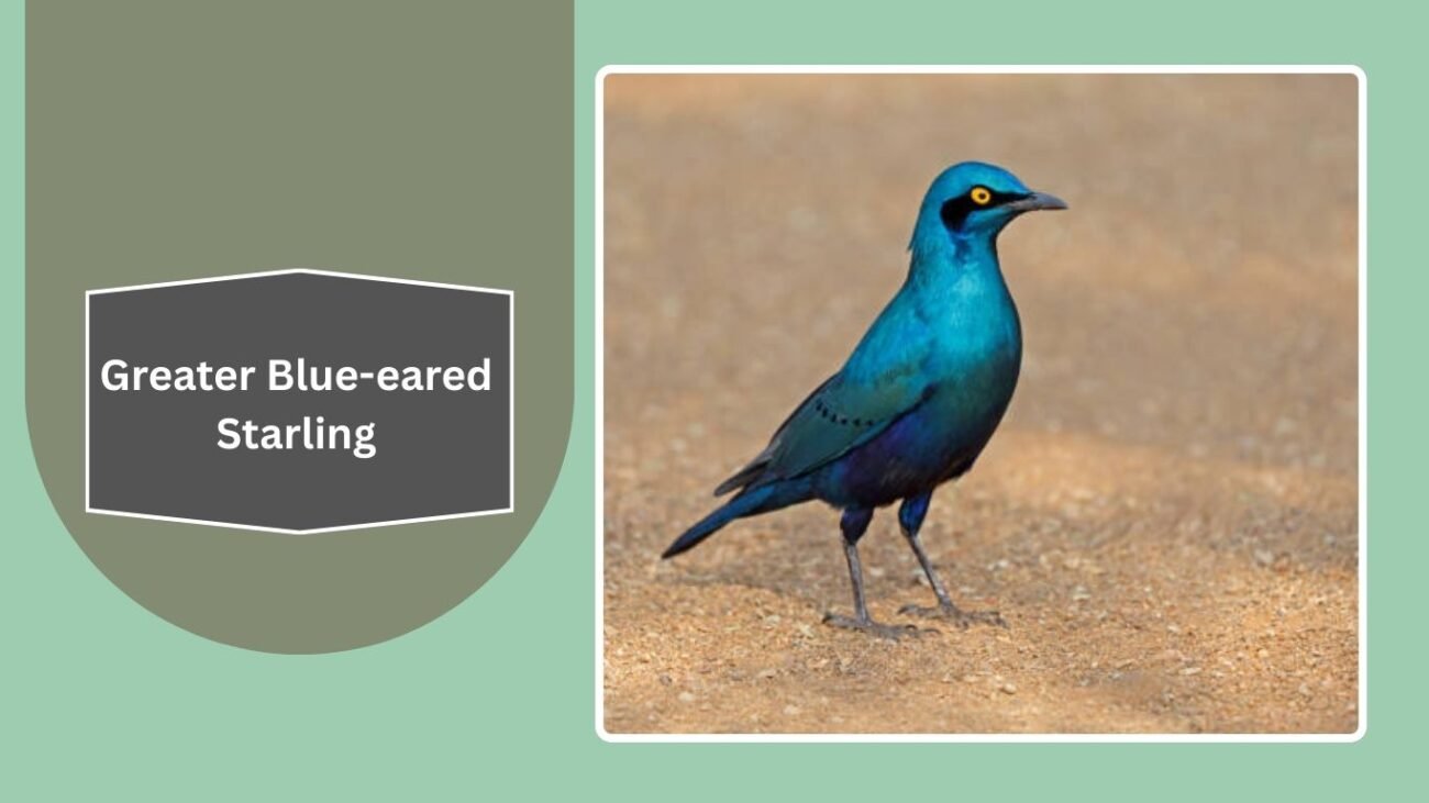 Greater Blue-eared Starling