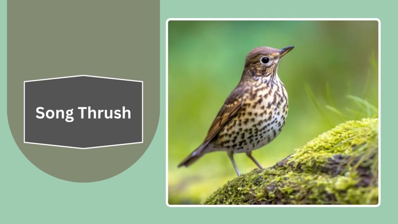 Song Thrush