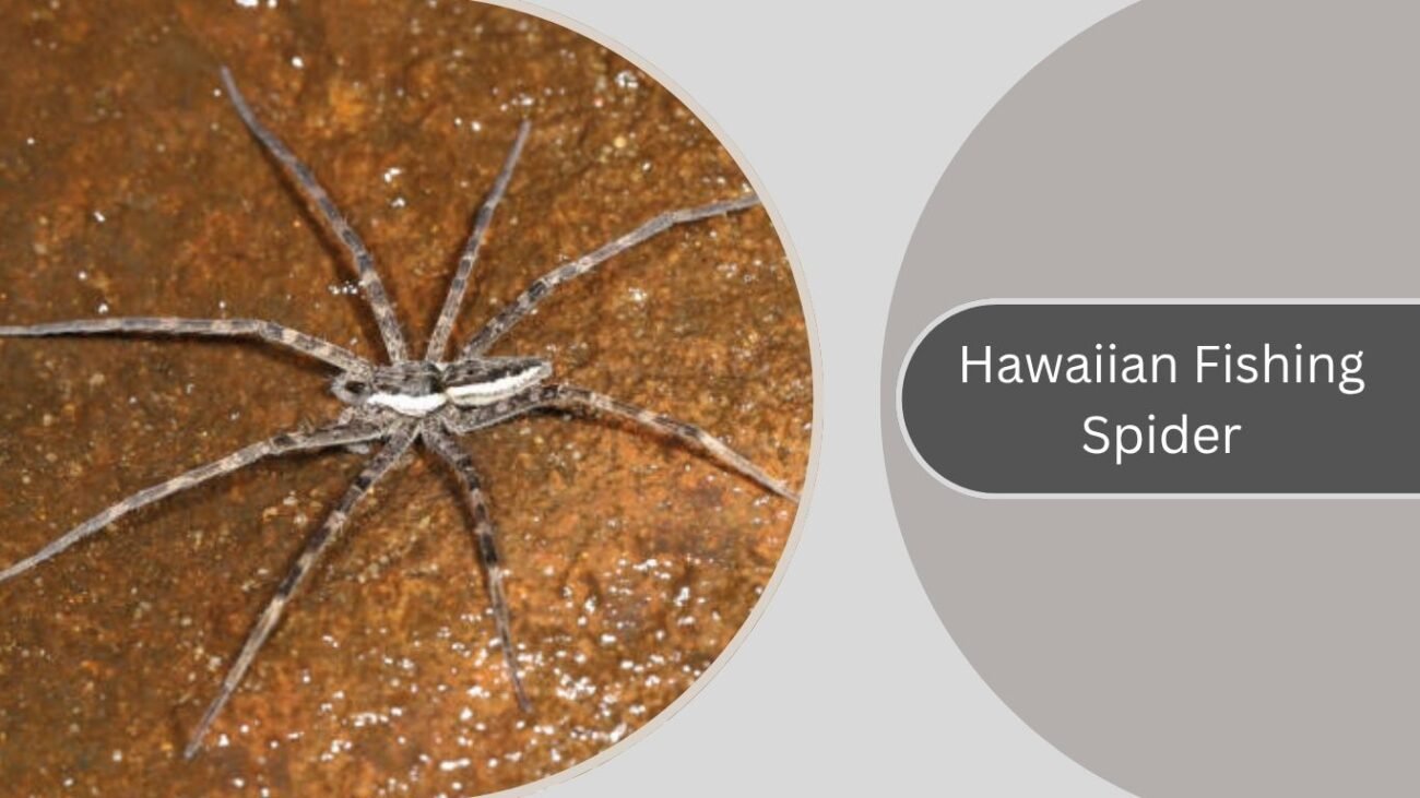 Hawaiian Fishing Spider