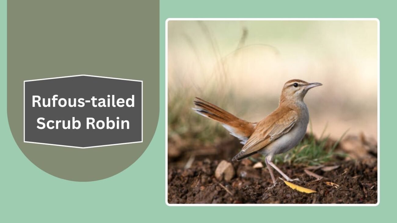 Rufous-tailed Scrub Robin