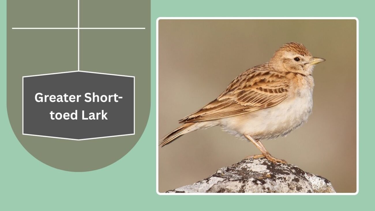 Greater Short-toed Lark