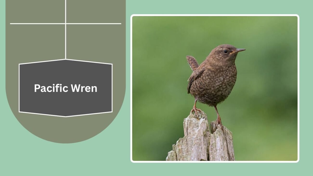Pacific Wren