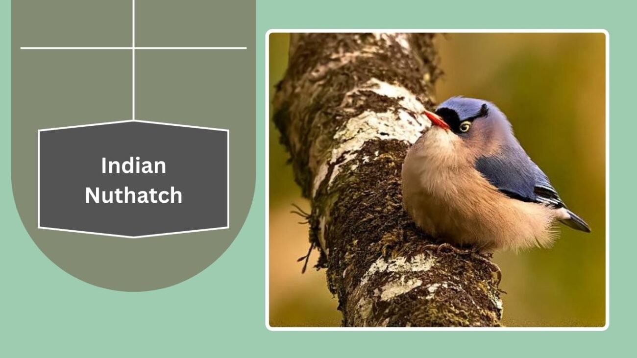 Indian Nuthatch
