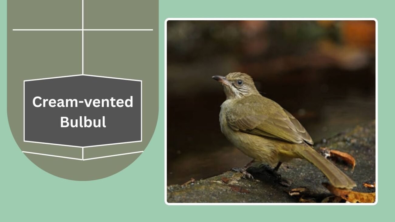 Cream-vented Bulbul