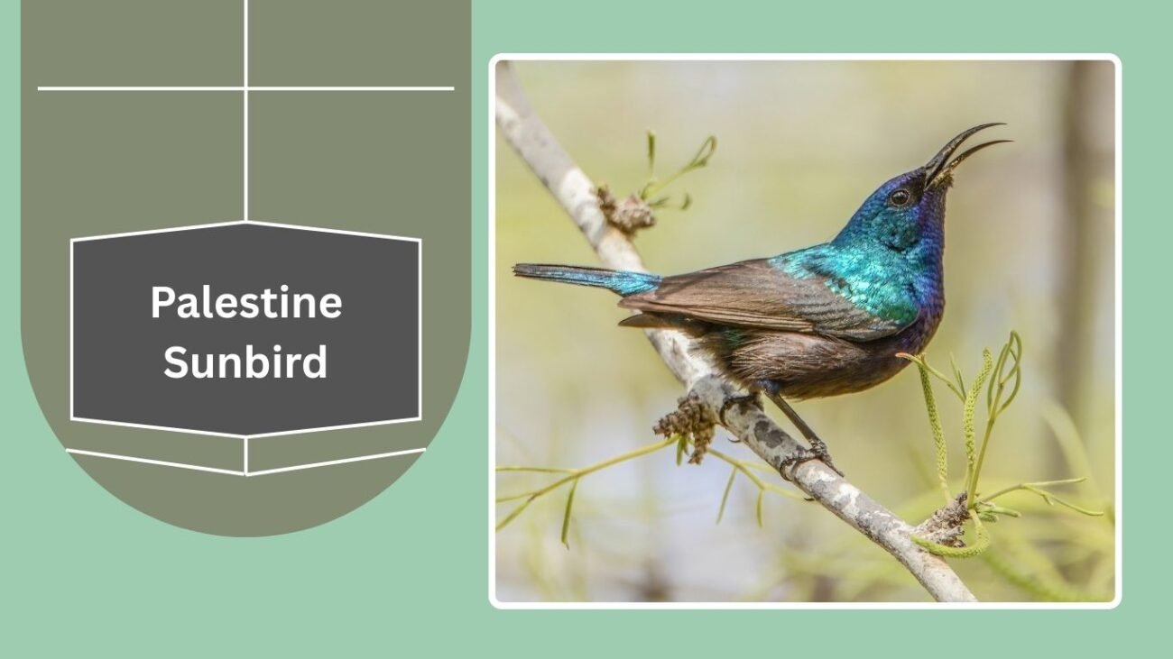 Palestine Sunbird