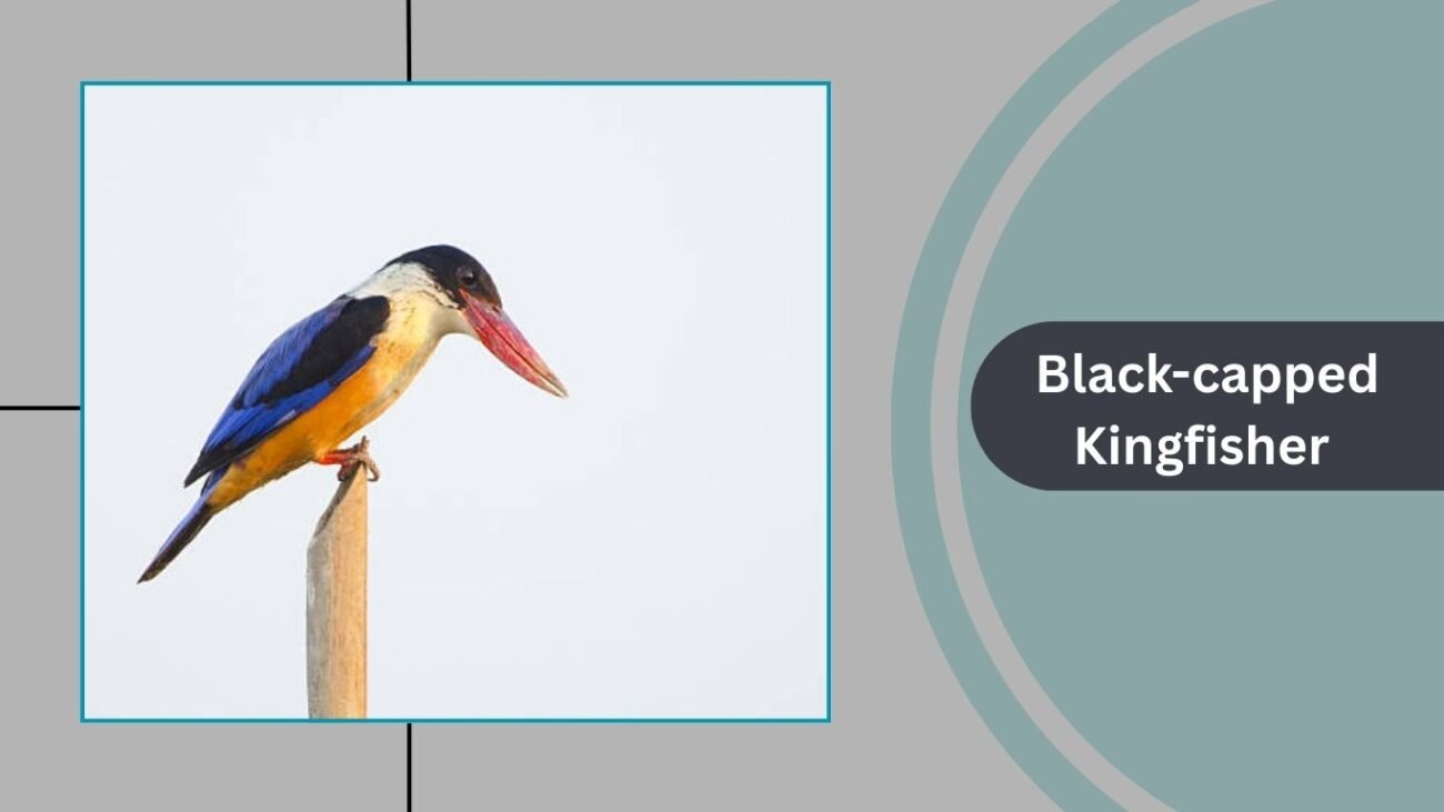 Black-capped Kingfisher