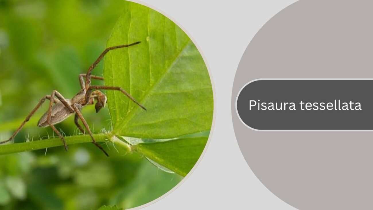 Pisaura tessellata