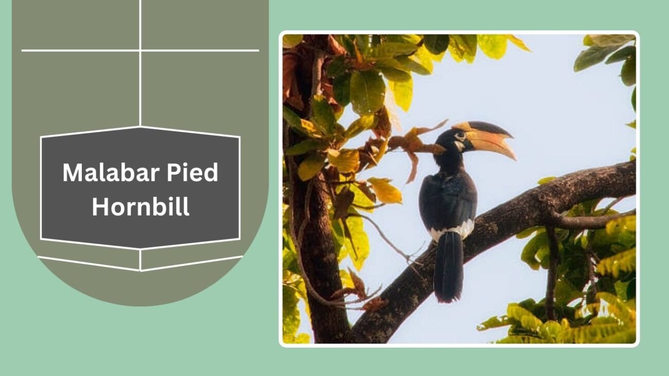 Malabar Pied Hornbill