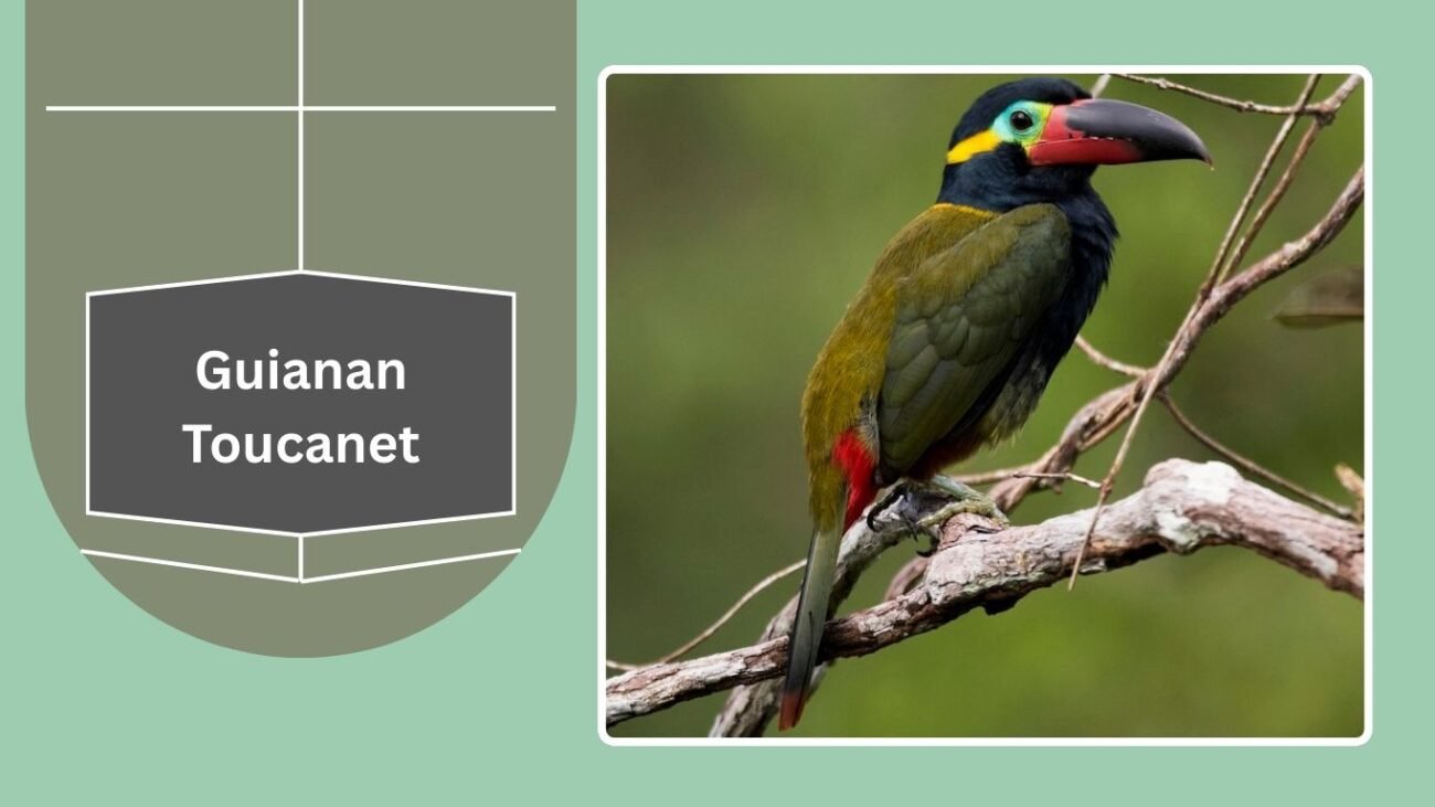 Guianan Toucanet