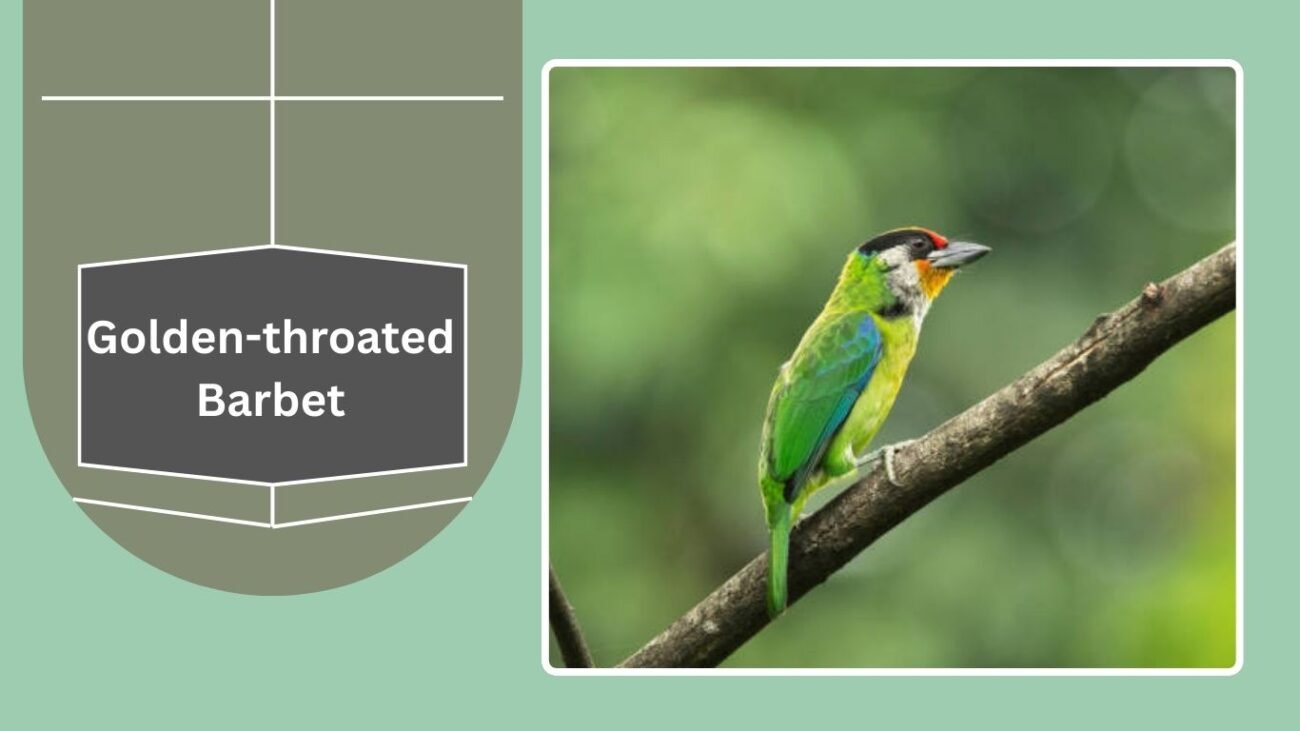 Golden-throated Barbet