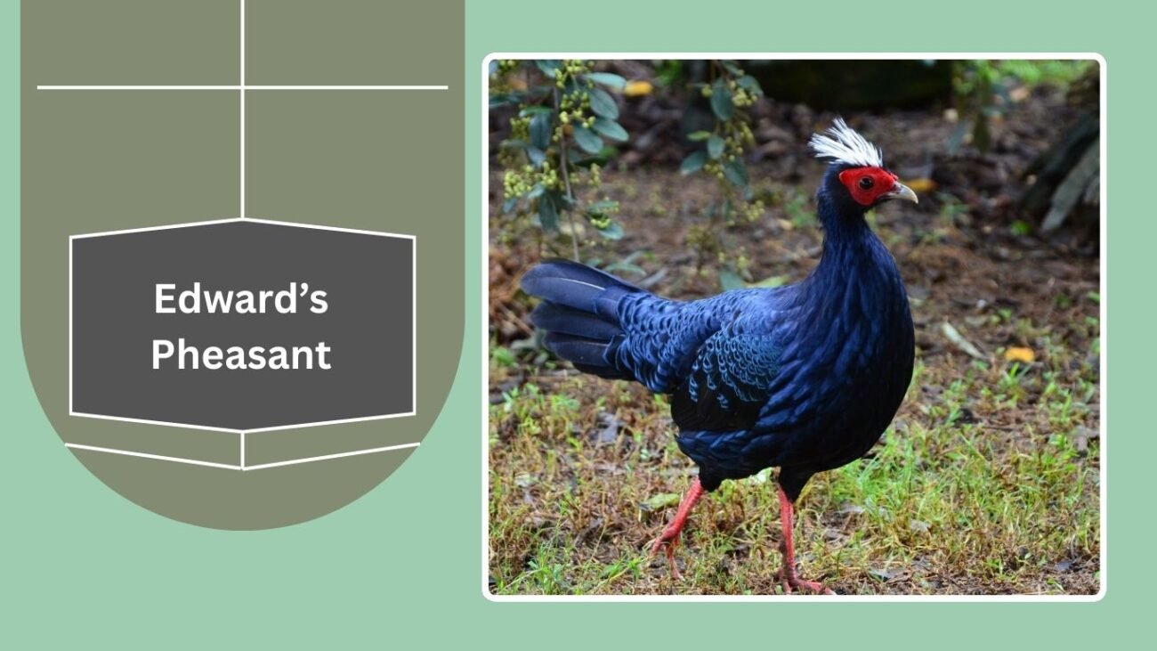 Edward’s Pheasant