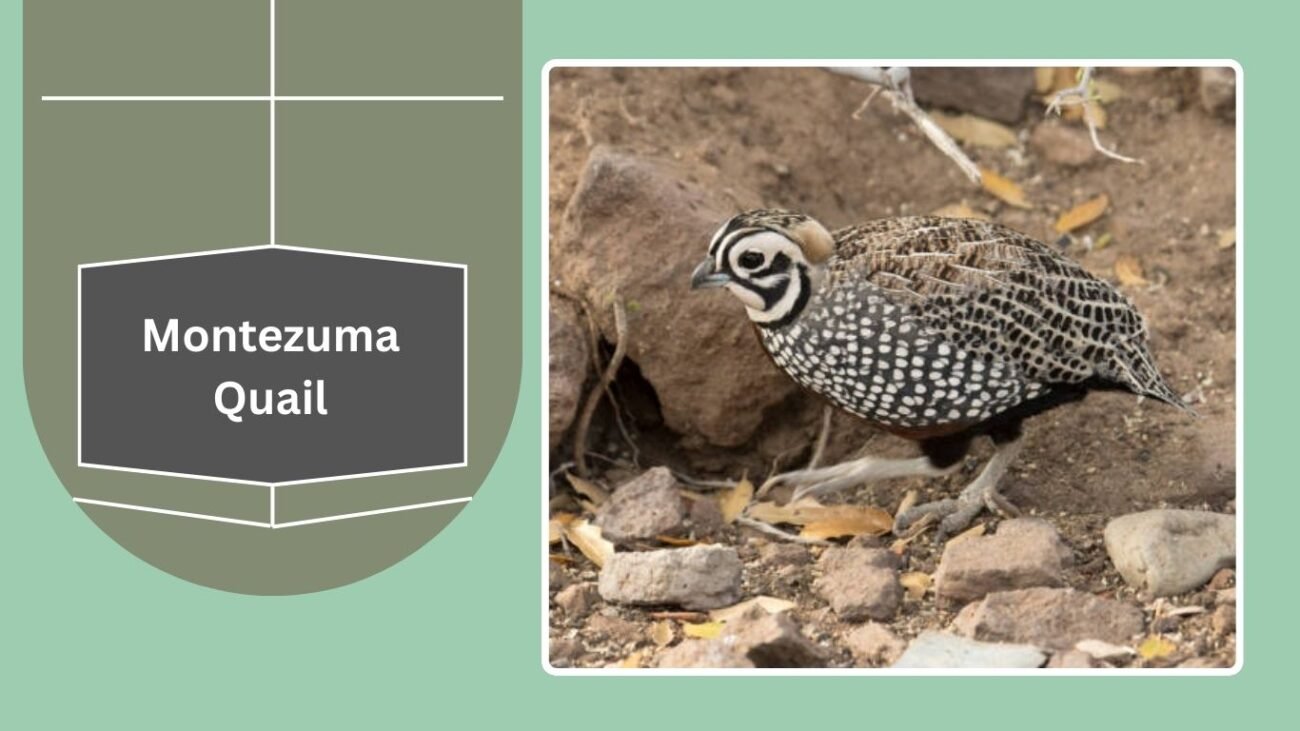Montezuma Quail