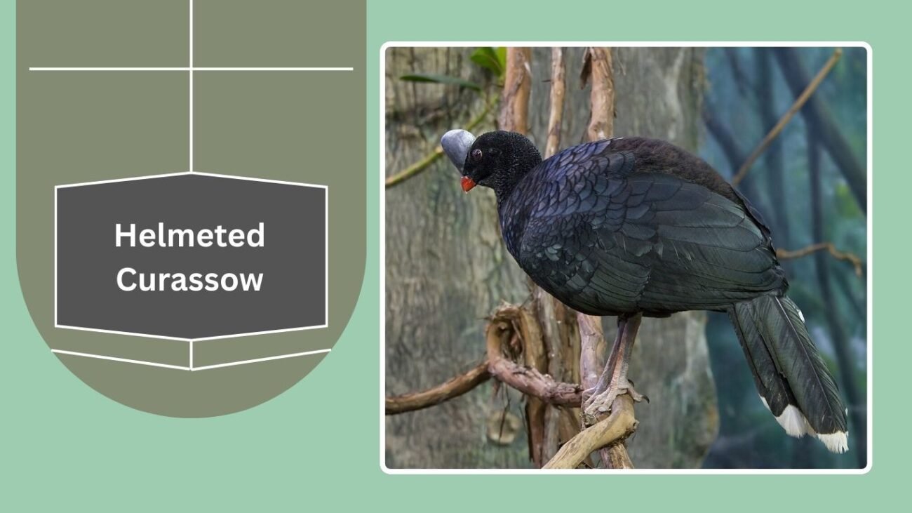 Helmeted Curassow