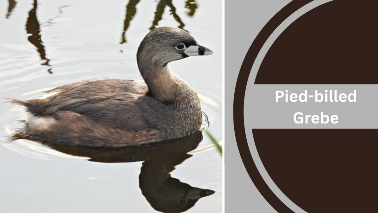 Pied-billed Grebe
