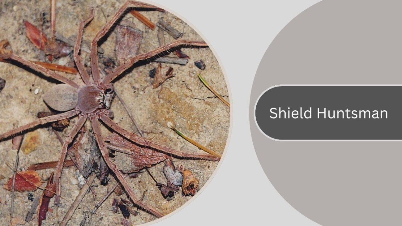 Shield Huntsman