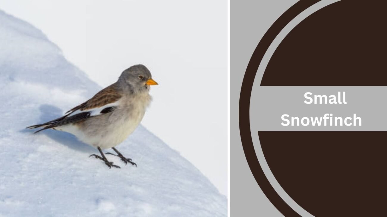 Small Snowfinch 