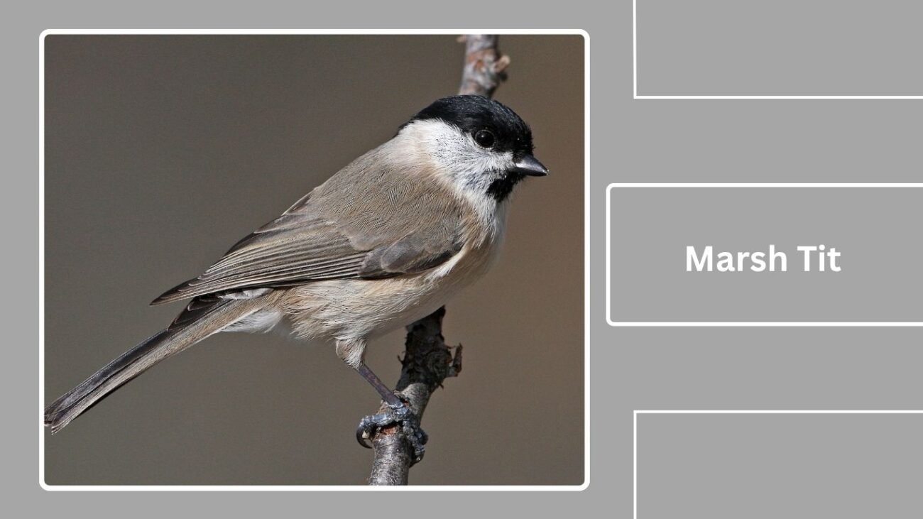  Marsh Tit