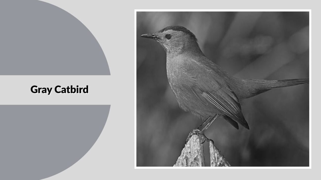 Gray Catbird