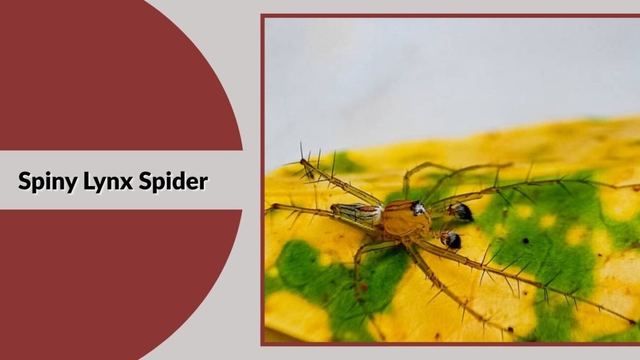 Spiny Lynx Spider