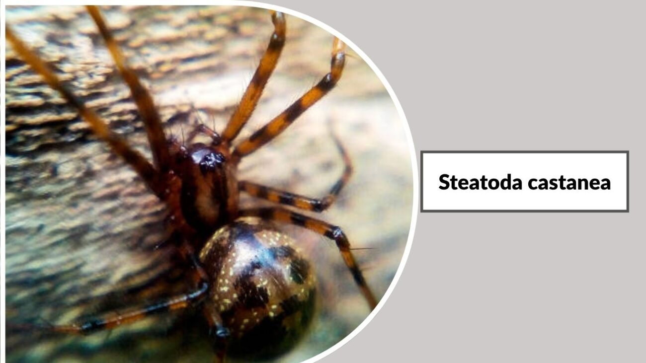 Steatoda castanea