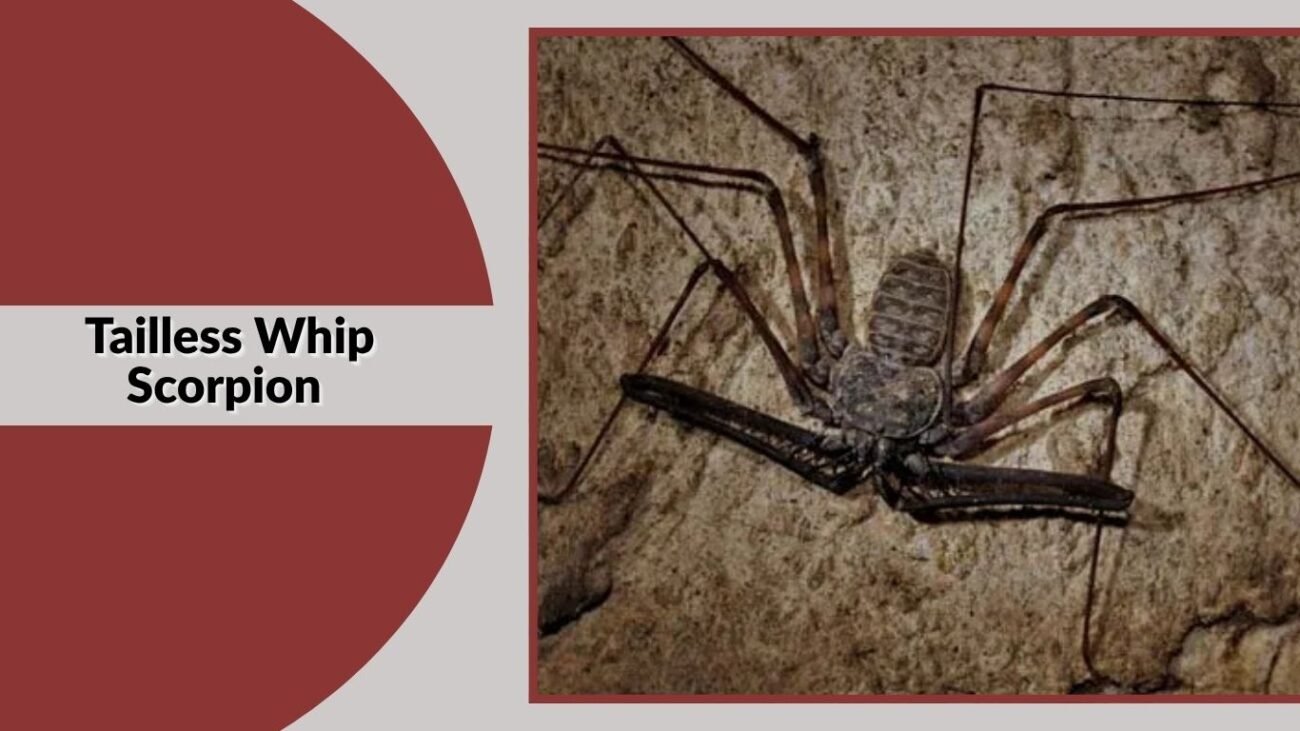 Tailless Whip Scorpion