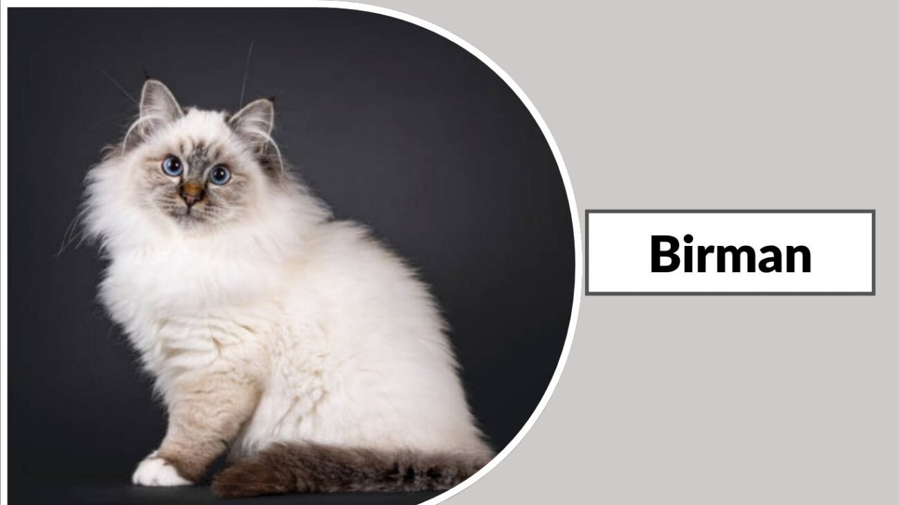  Birman