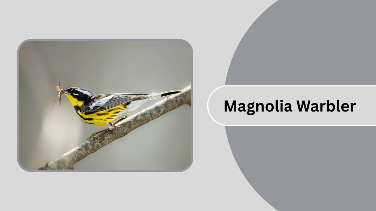 Magnolia Warbler