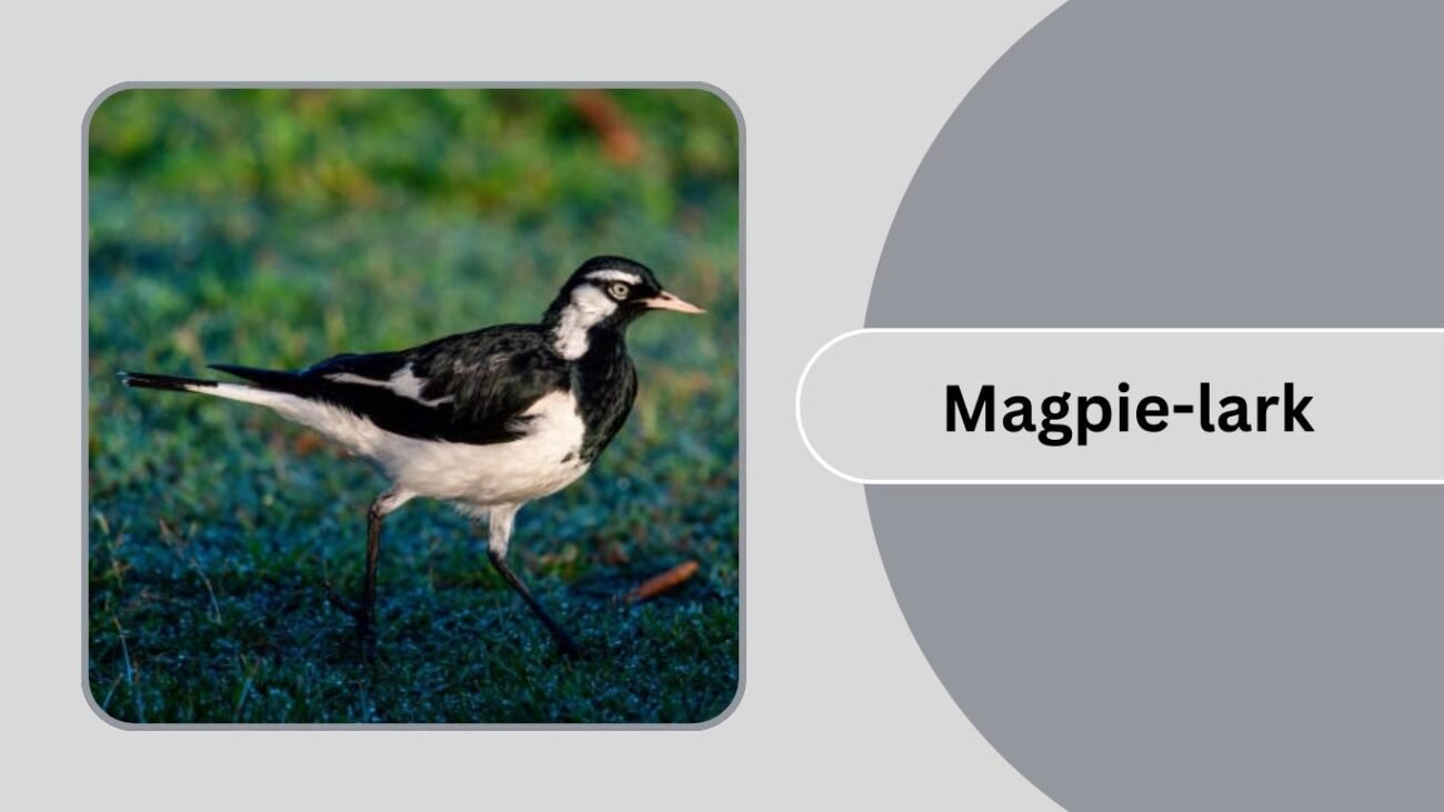 Magpie-lark