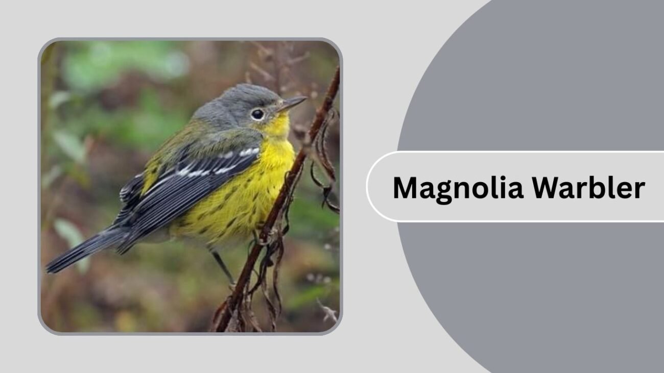 Magnolia Warbler