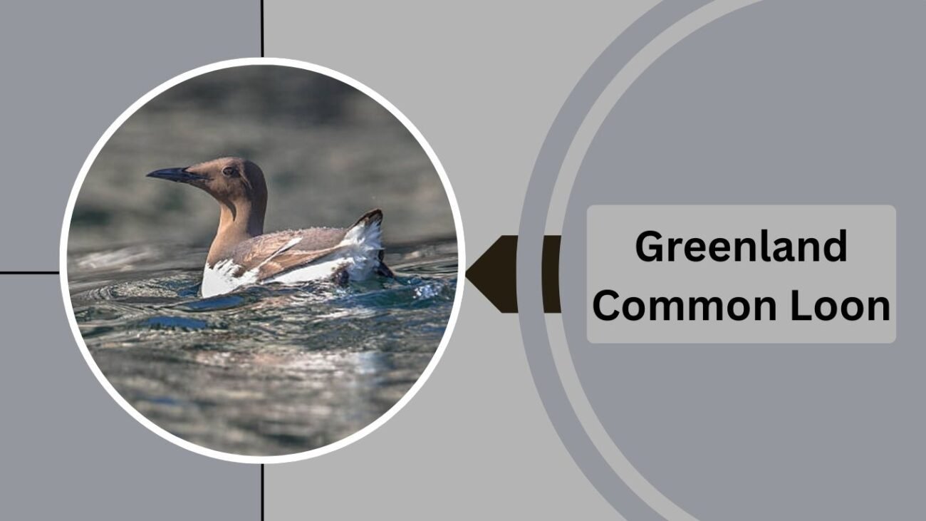 Greenland Common Loon