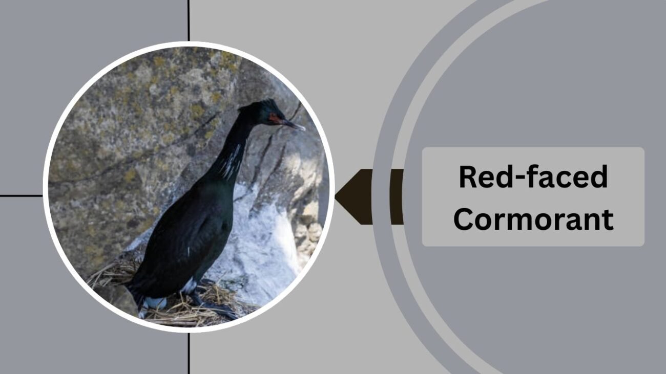 Red-faced Cormorant