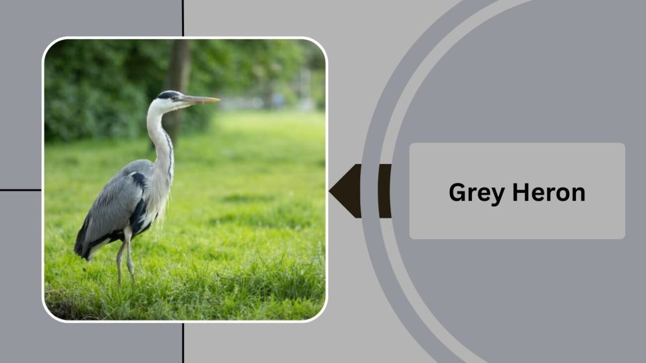  Grey Heron