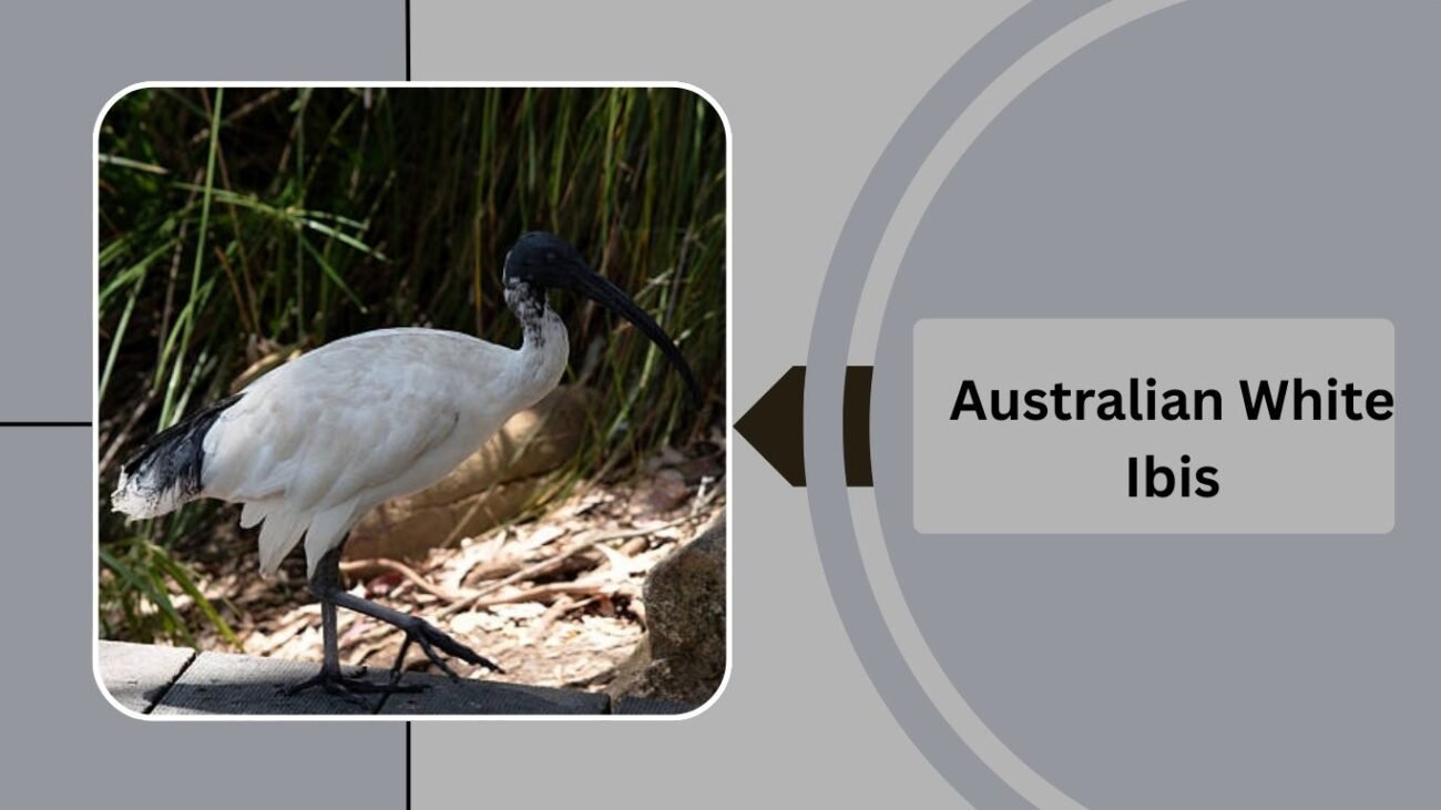 Australian White Ibis