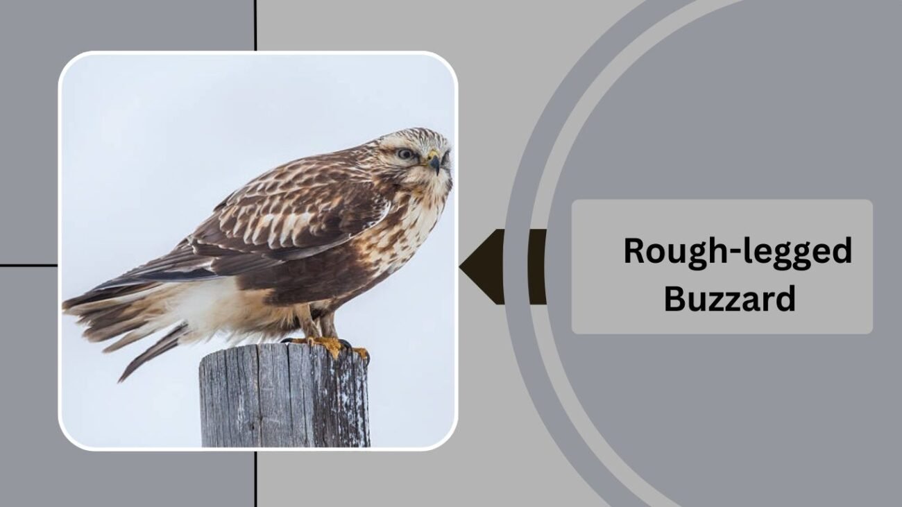 Rough-legged Buzzard
