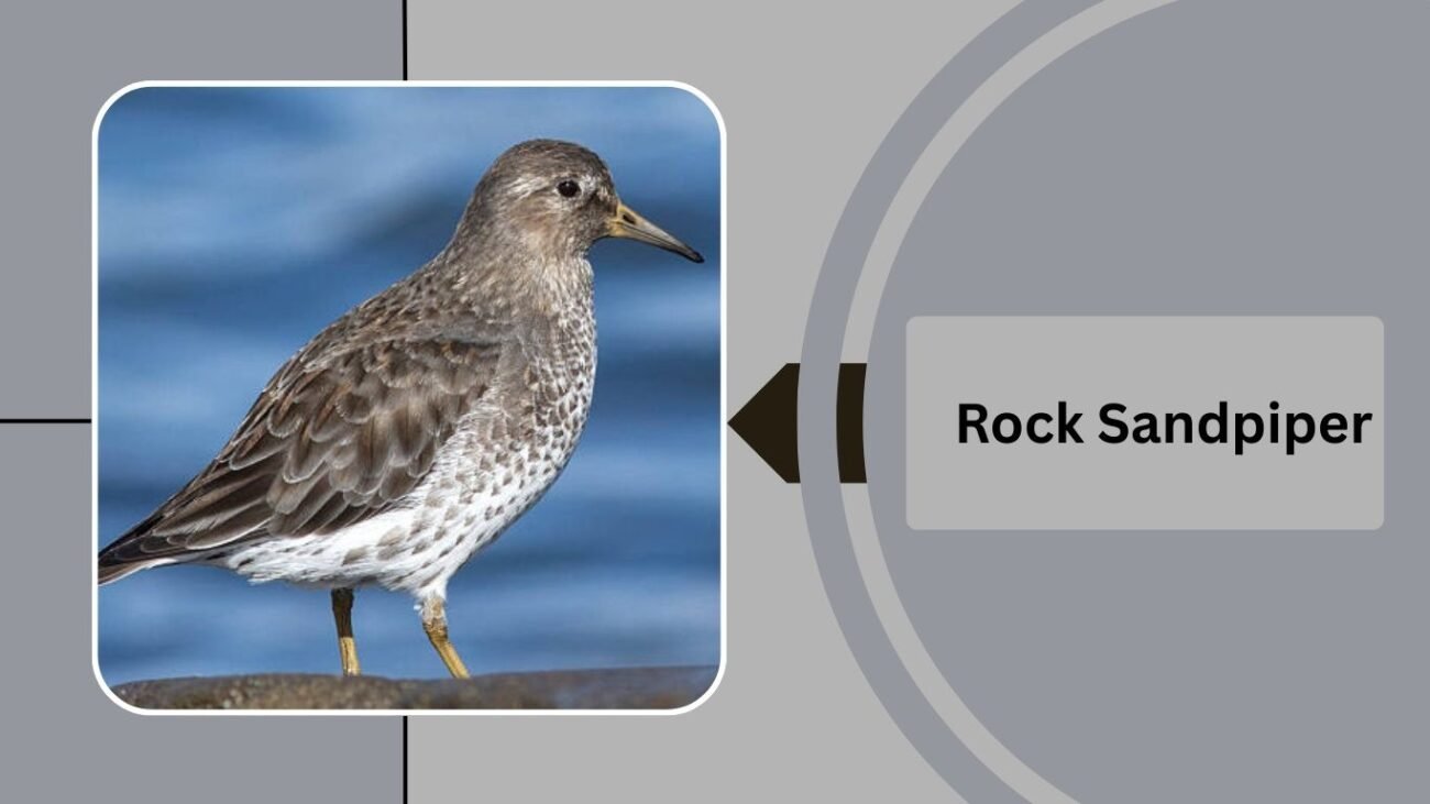 Rock Sandpiper