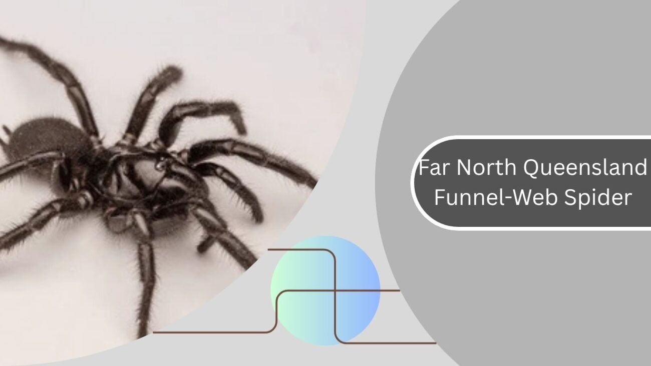 Far North Queensland Funnel-Web Spider