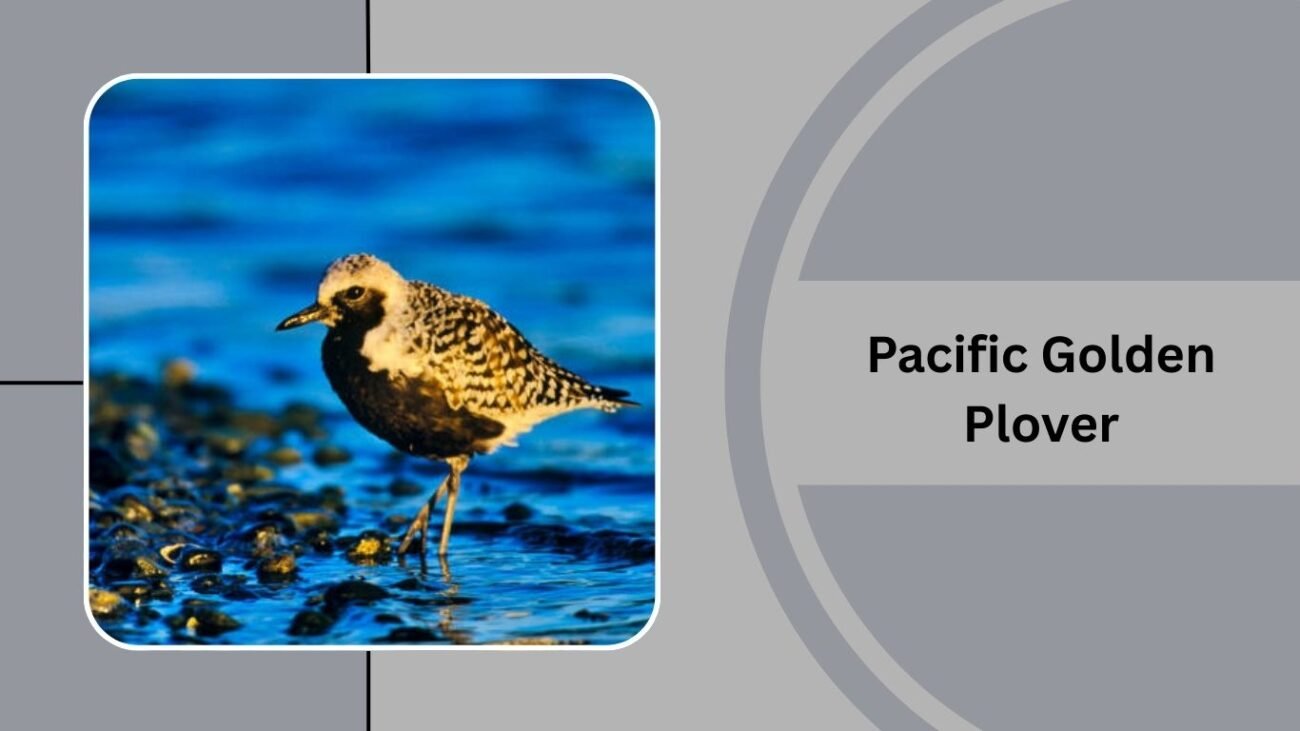  Pacific Golden Plover