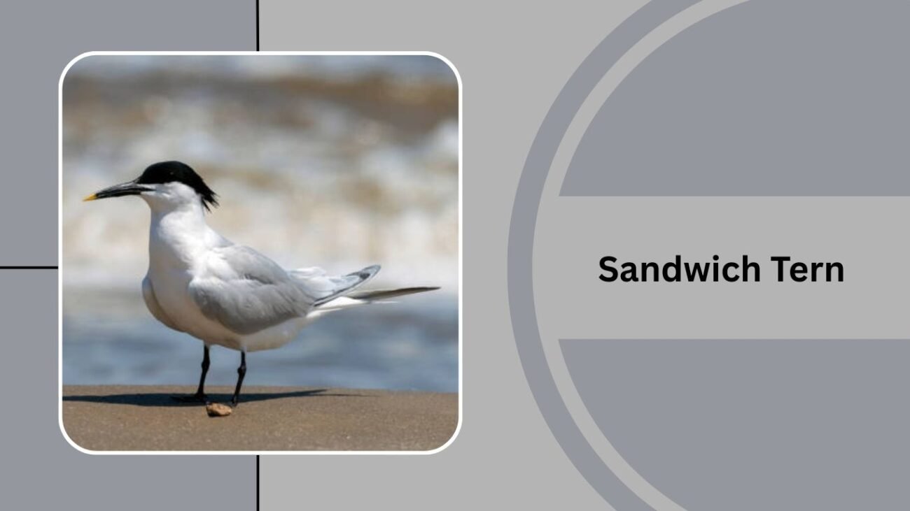 Sandwich Tern