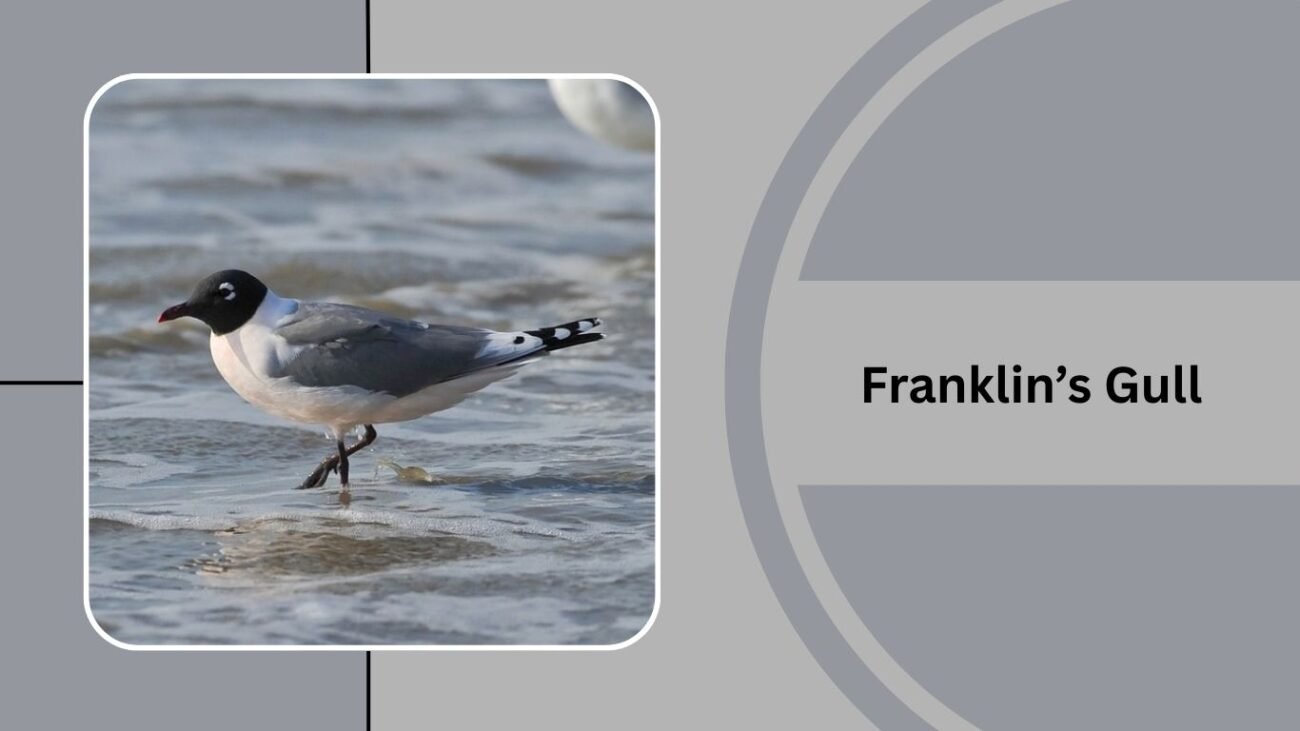 Franklin’s Gull