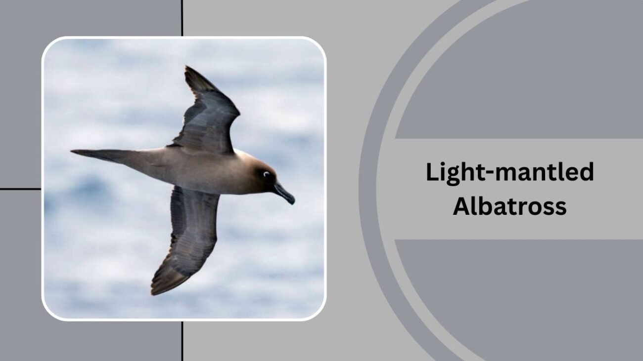 Light-mantled Albatross