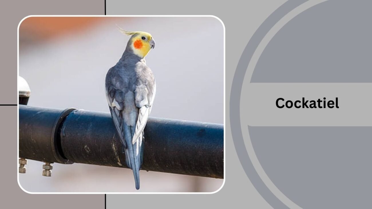 Cockatiel