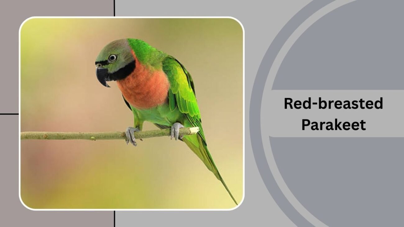 Red-breasted Parakeet