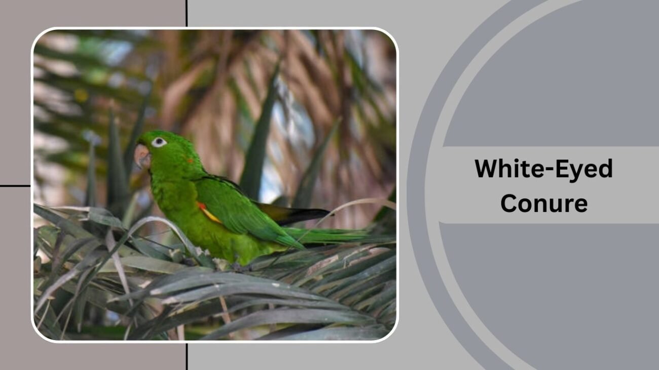 White-Eyed Conure