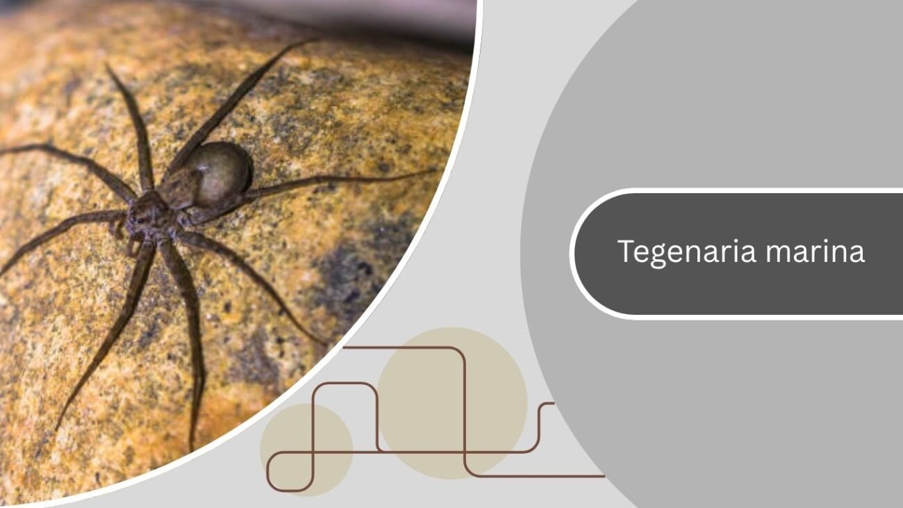 Tegenaria marina