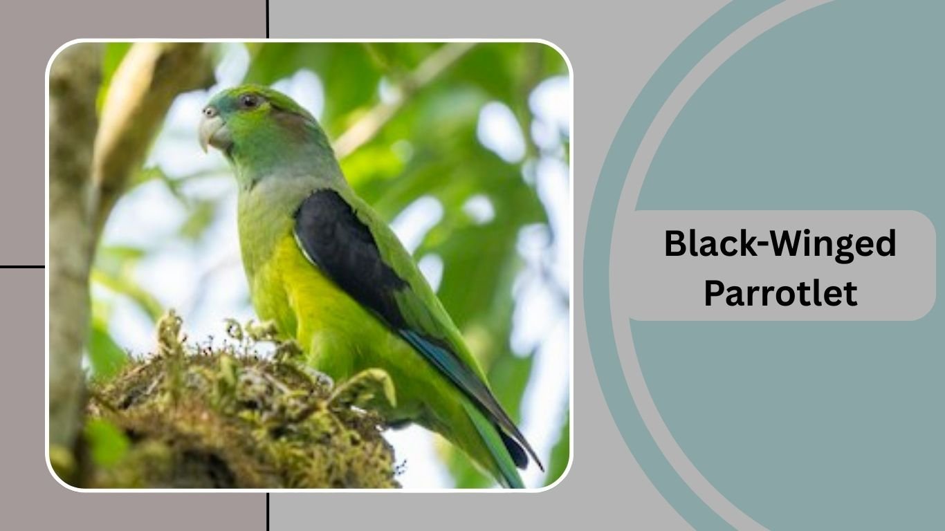 19 Types of Parrotlets: Identification The Tiny Parrots